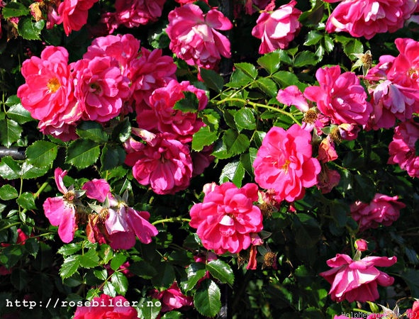 '<i>Rosa kordesii</i> H. Wulff' rose photo