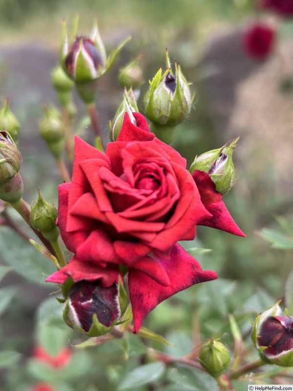 'Don Marshall' rose photo