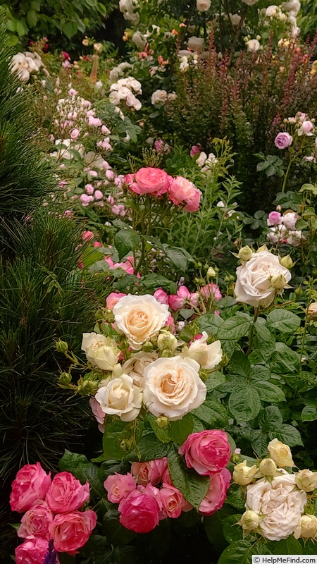 'Madame Anisette ®' rose photo