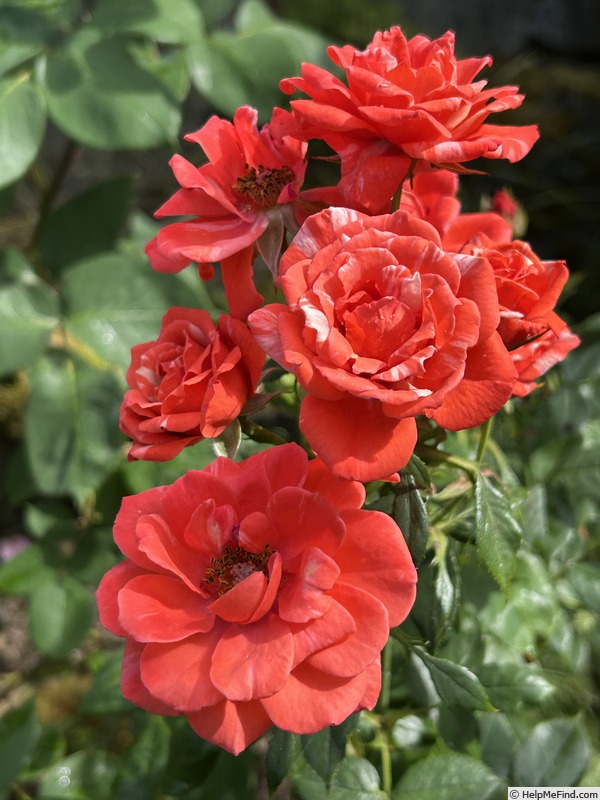 'Canoodling' rose photo