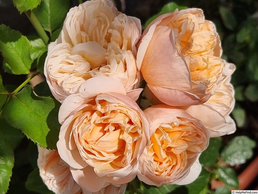 'Belle Romantica ® (hybrid tea, Meiland, 2009)' rose photo