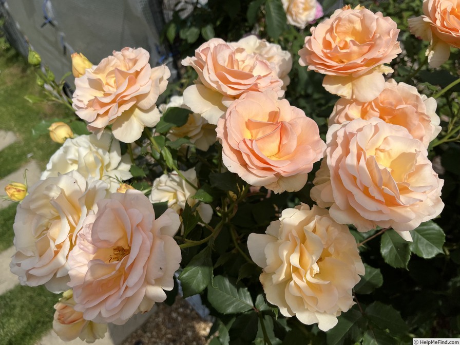 'The Churchill Rose' rose photo