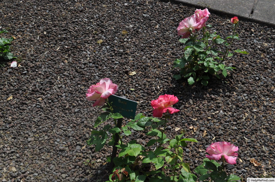 'Sunlit' rose photo
