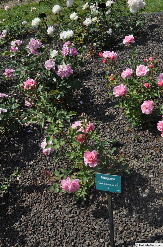 'Malaguena' rose photo