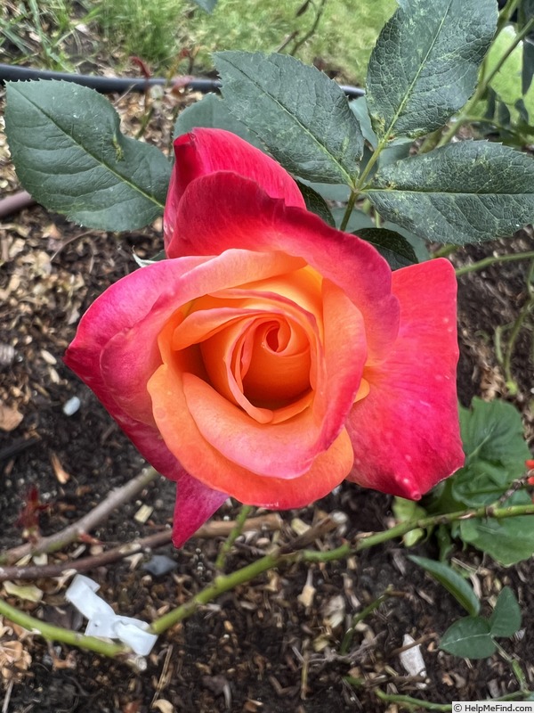 'Franziska' rose photo