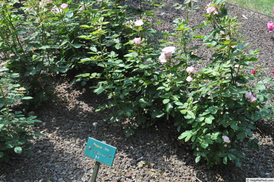 'Prairie Joy' rose photo