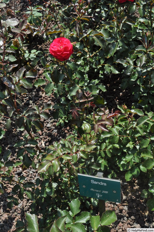 'Sandra (floribunda, Roman, 2009)' rose photo
