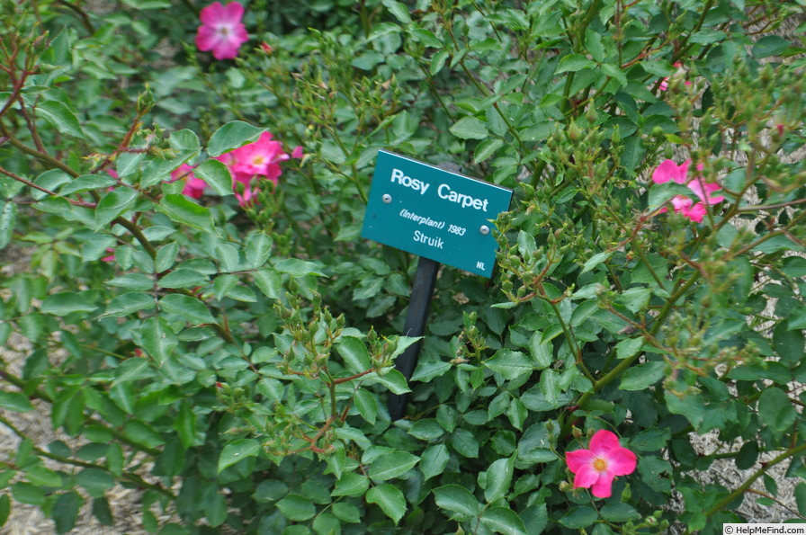 'Rosy Carpet ®' rose photo