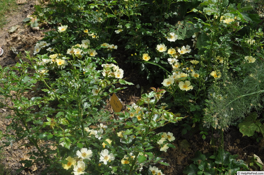 'Bee Gold' rose photo