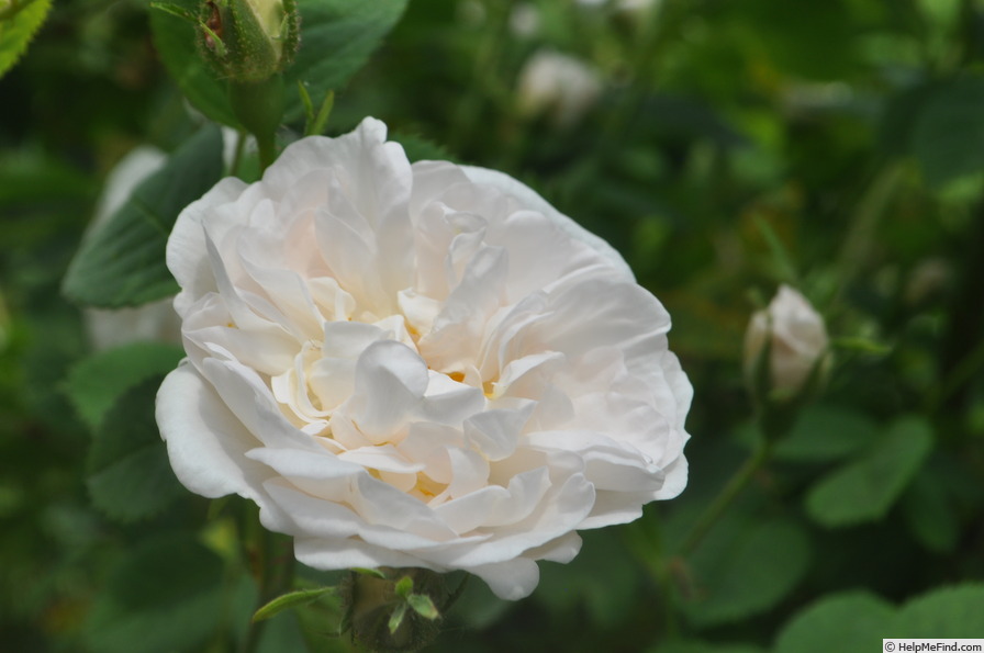 'Blanche de Belgique' rose photo