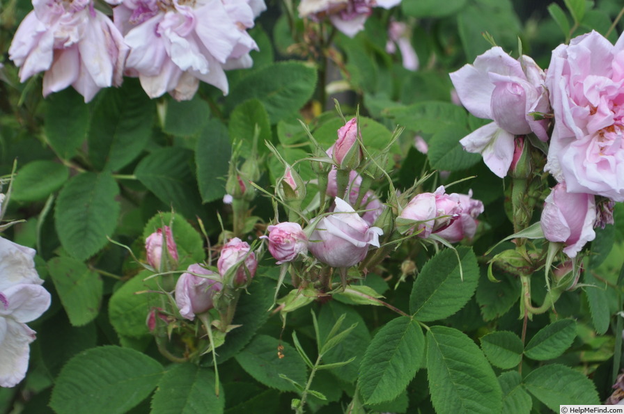 'Quatre Saisons' rose photo