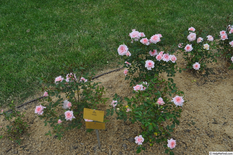 'Cicero (patio, DvP, 2009)' rose photo