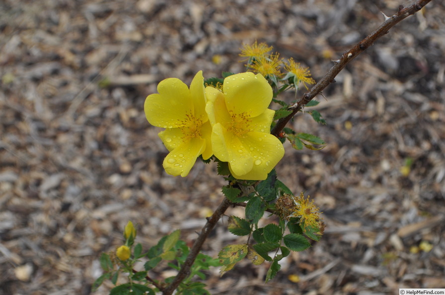 '<i>Rosa foetida</i> Herrm.' rose photo