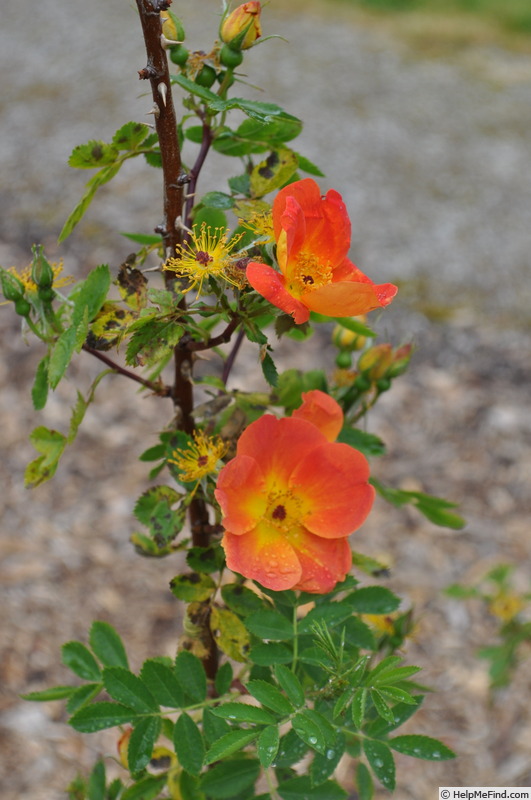 'R. foetida bicolor' rose photo