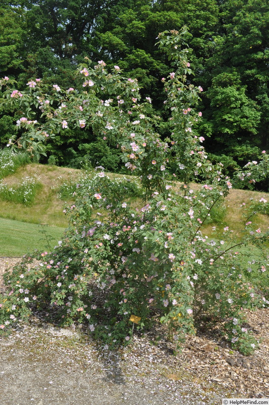 '<i>Rosa sherardii</i> Davies' rose photo