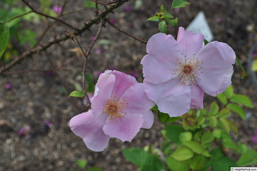 'Anemone (hybrid laevigata, Schmidt, 1896)' rose photo