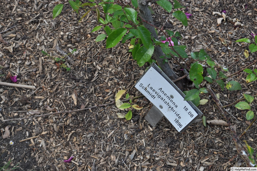 'Anemone (hybrid laevigata, Schmidt, 1896)' rose photo