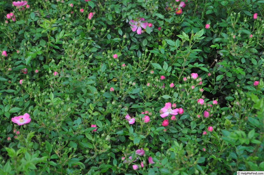 'Mini Pinkie' rose photo