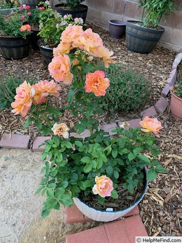 'Rosie The Riveter ™' rose photo