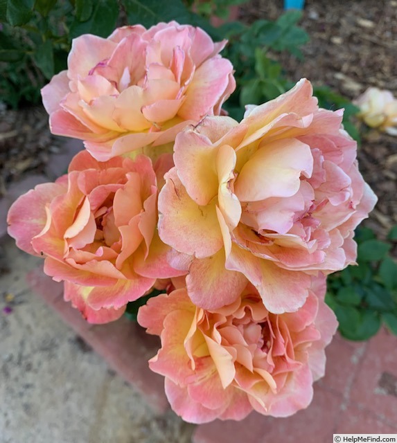 'Rosie The Riveter ™' rose photo