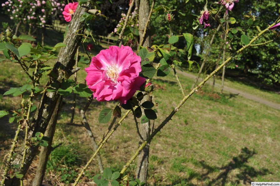 'Wodan' rose photo