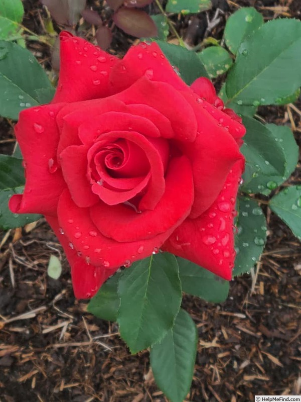 'Let Freedom Ring ™' rose photo