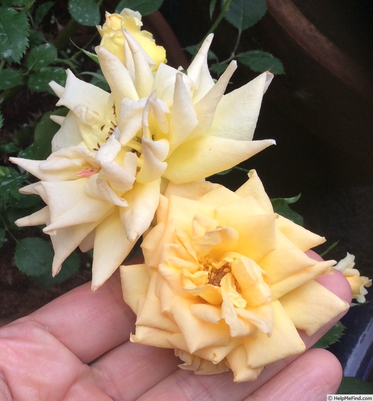 'Double Gold ™' rose photo