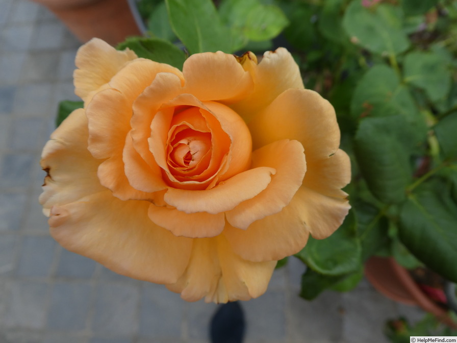 'Over the Moon ®' rose photo