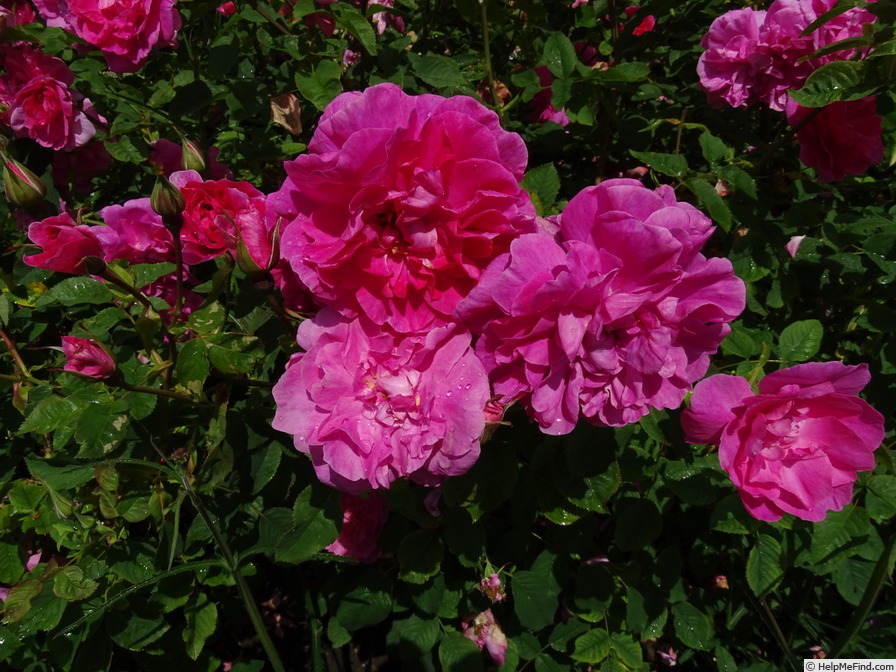 'AUSlounge' rose photo
