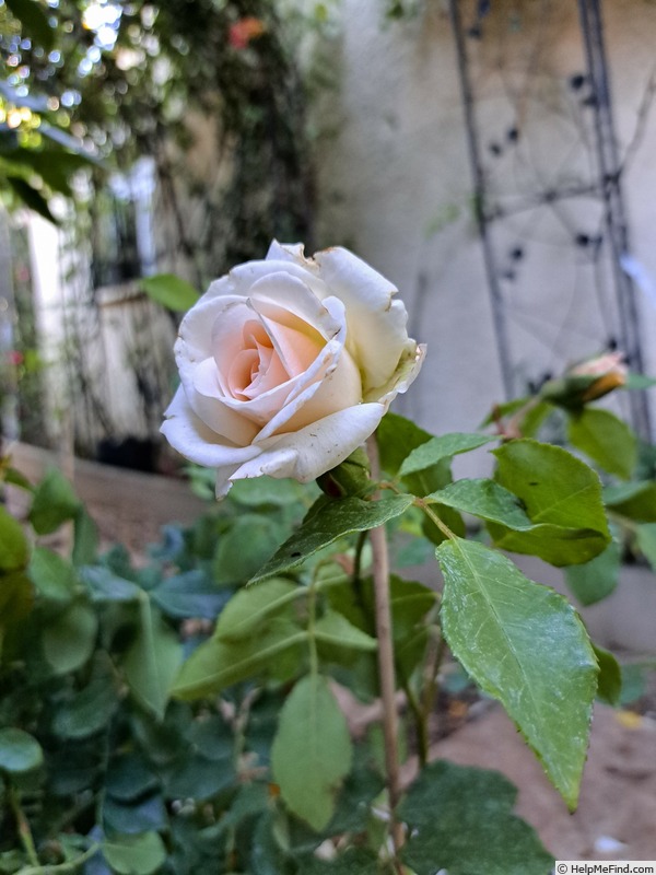 'Kosmos ® Fairy Tale (floribunda, Kordes, 2006)' rose photo