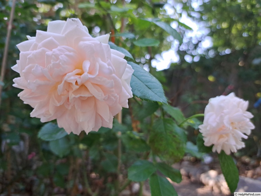'Cremosa ®' rose photo