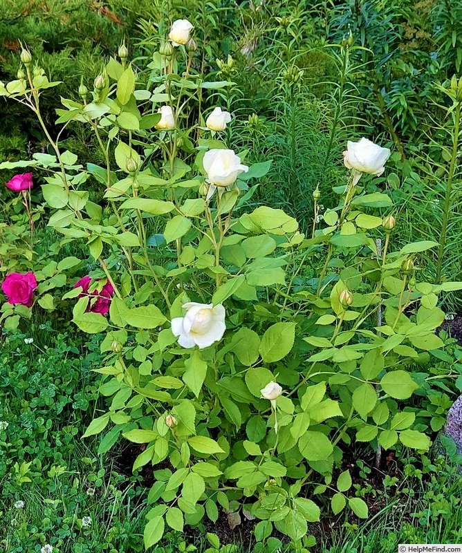 'Vanessa Bell' rose photo