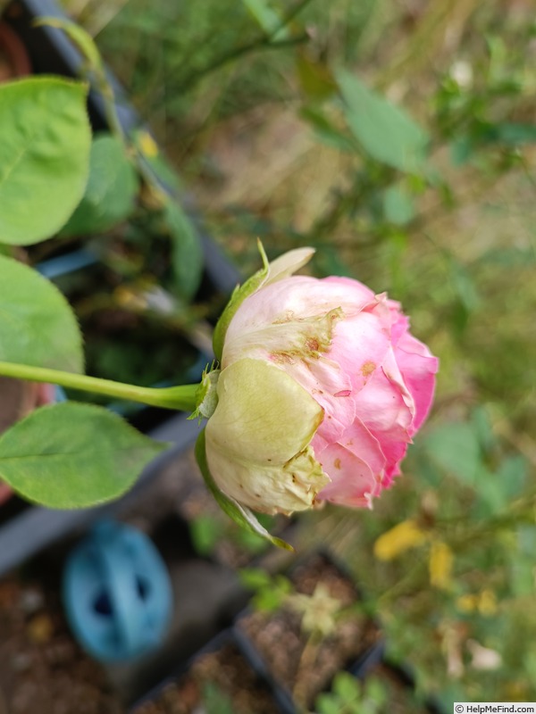 'Jim' rose photo