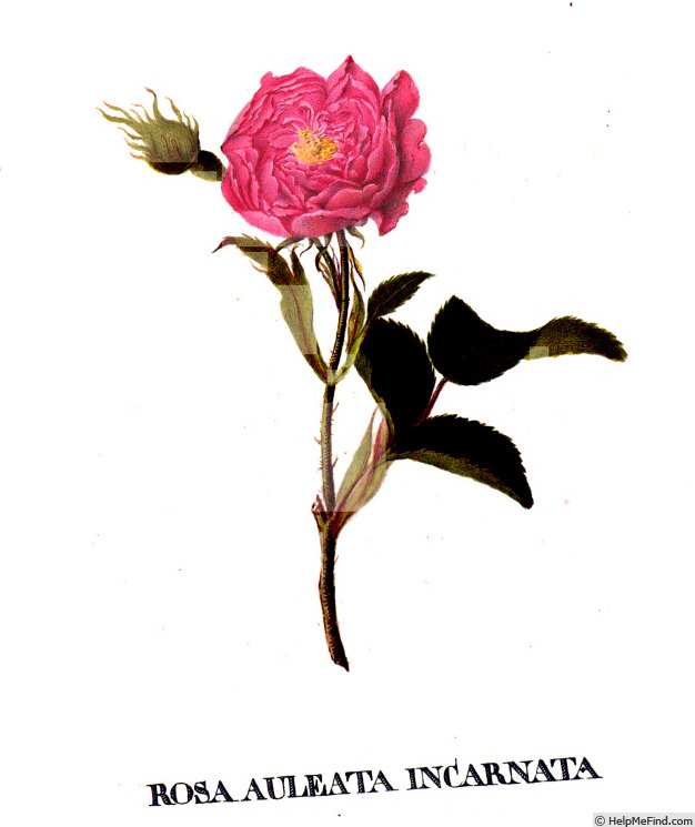 '<i>Rosa alba aculeata incarnata</i>' rose photo