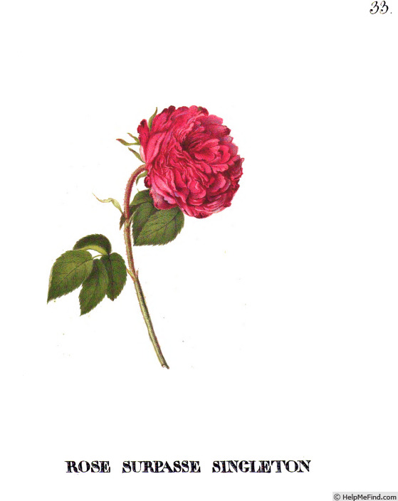 'Surpasse Singleton' rose photo