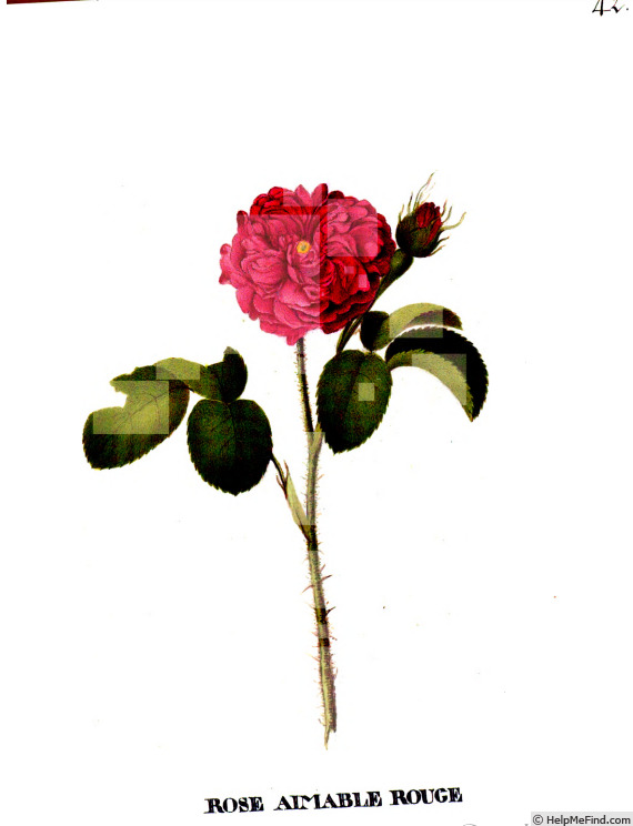 'Aimable Rouge (gallica, Schwarzkopf, pre 1783)' rose photo