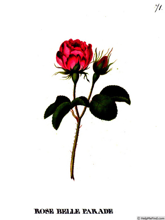 'Belle Parade (gallica, Schwarzkopf, 1783)' rose photo