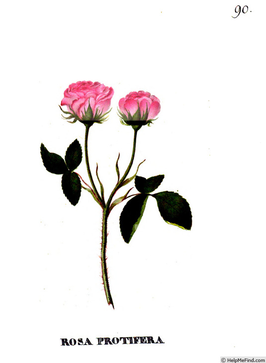 '<i>Rosa centifolia prolifera</i>' rose photo