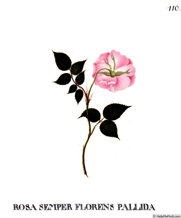 'Pallida (china, Unknown pre 1793)' rose photo