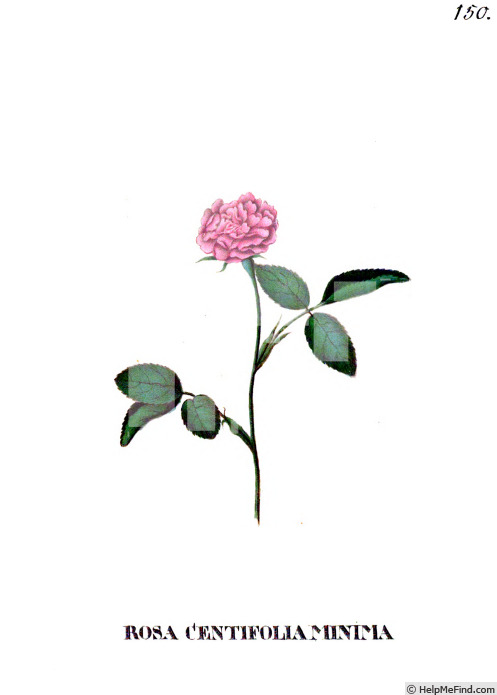 'Centifolia Minima' rose photo