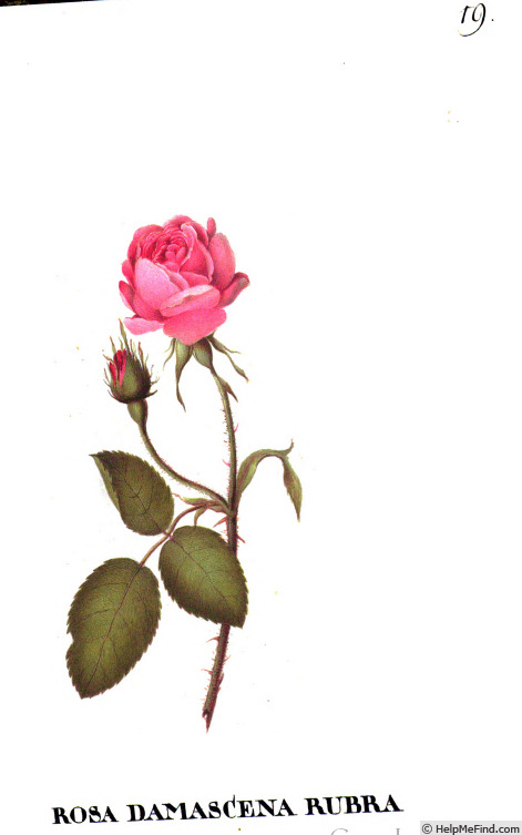 '<i>Rosa damascena rubra</i>' rose photo