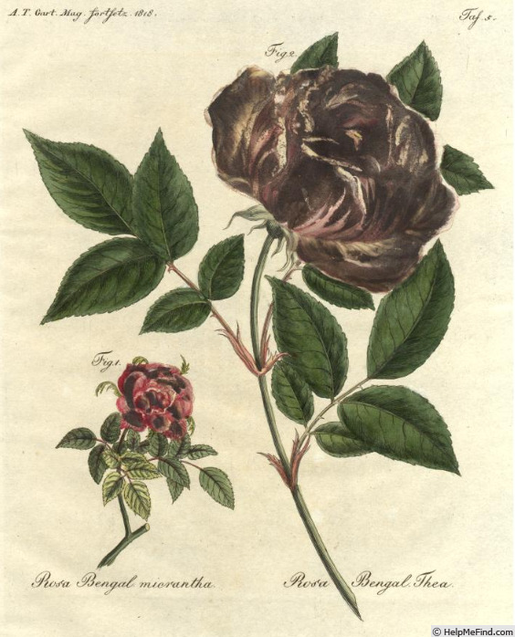 'Pumila (Lawrencia, Colvill, 1806)' rose photo