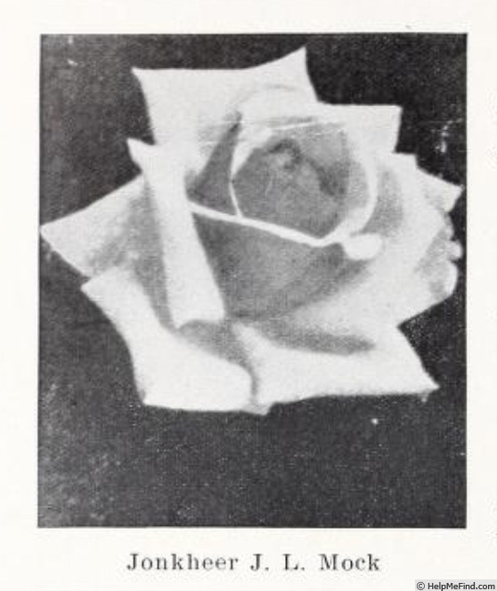 'Jonkheer J. L. Mock' rose photo