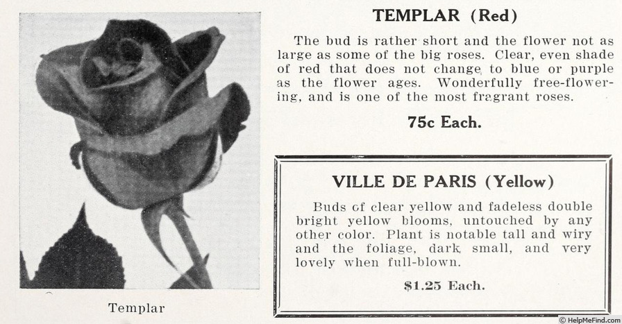 'Templar' rose photo