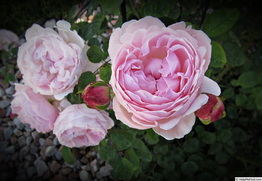 'Queen of Sweden' rose photo