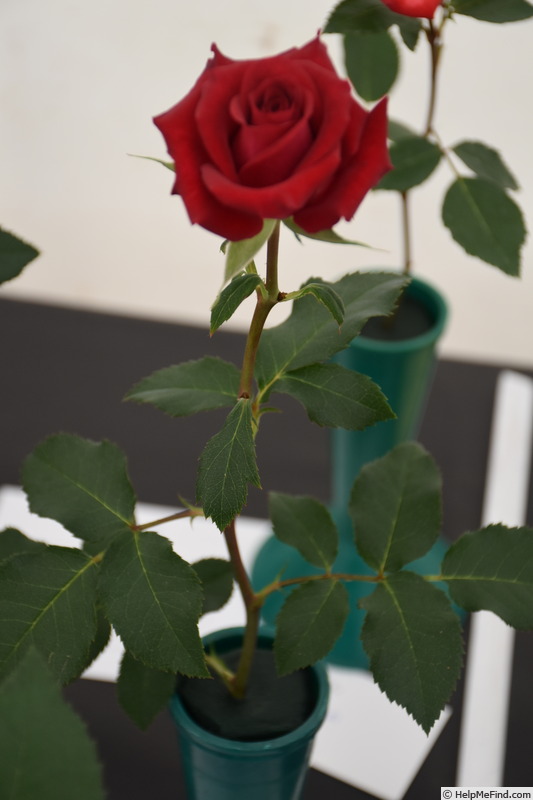 'Chessie's Favorite' rose photo