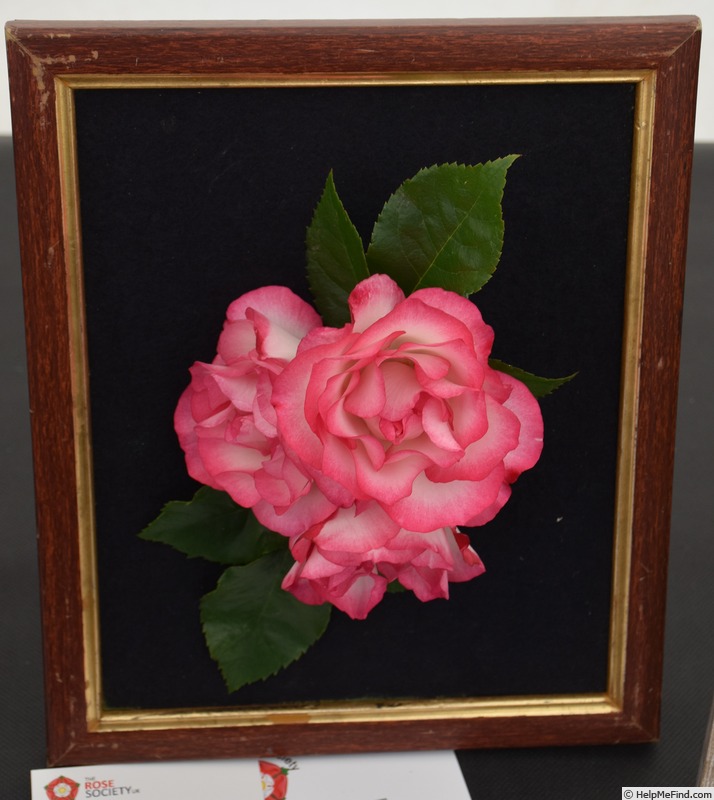 'Hannah Gordon' rose photo