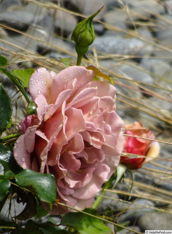 'Koko Loco (floribunda, Bedard, 2010)' rose photo