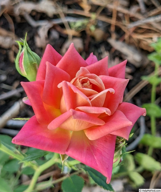 'Anita Charles ™' rose photo