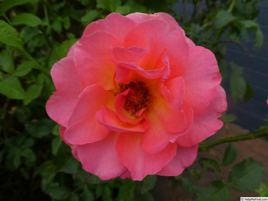 'Rainy Day ®' rose photo